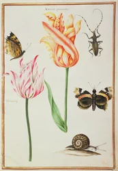 PD.109-1973.f24 Duas tulipas &39;quebradas&39;, um besouro, um caracol e duas borboletas (wc em velino)